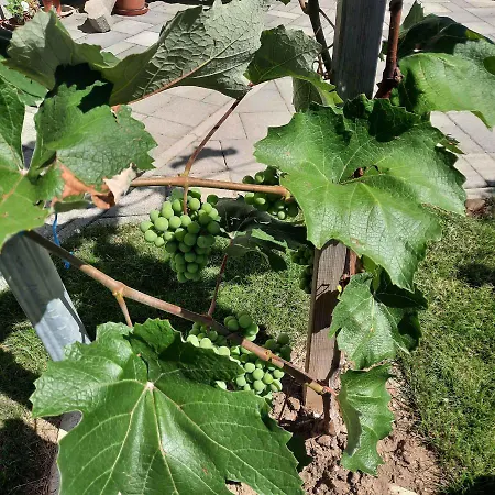 In Buek/nordtransdanubien 20398 Apartamento Bük